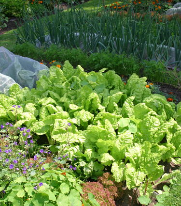 summer vege garden