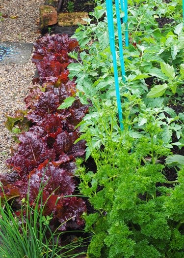 summer vege garden