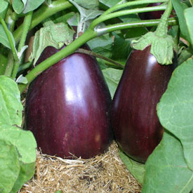 Egg Plant