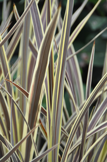 electric cordyline