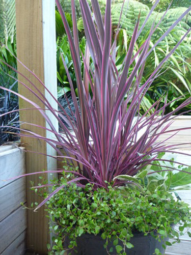 Electric cordyline