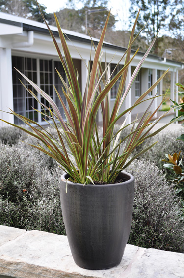 electric cordyline