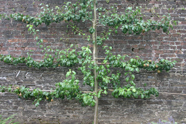 espalier