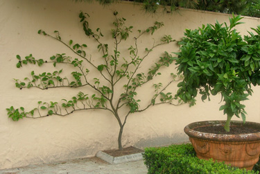 espalier