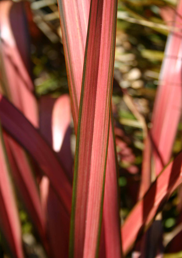 phormium