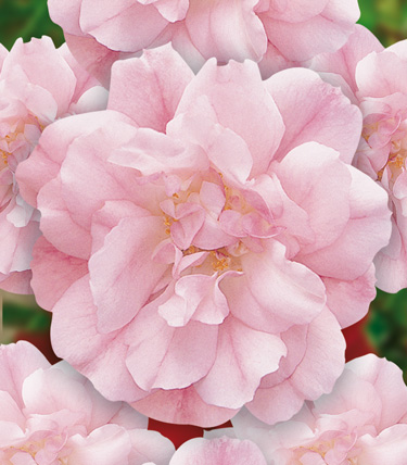 flower carpet appleblossom