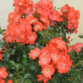 New Flower Carpet Rose Sunset The New Zealand Rose Society