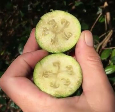 feijoa