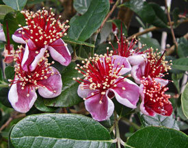 Feijoa flowering