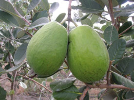 Feijoa Kaiteri