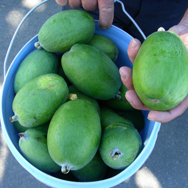 Feijoas