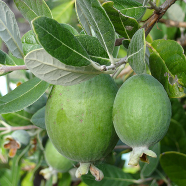 feijoas