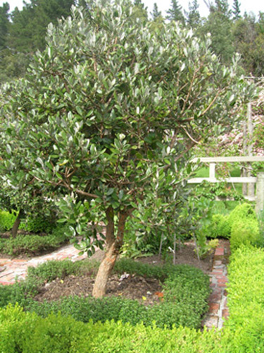 feijoa