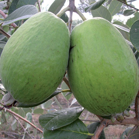 Feijoa Kaiteri