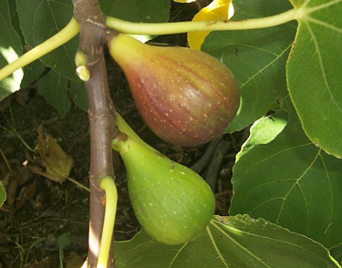 fig