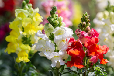 snapdragons