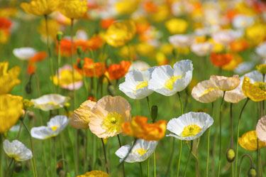 iceland poppies