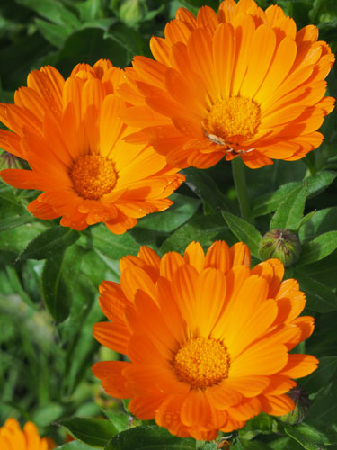 calendula