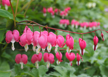 dicentra