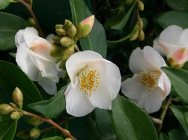 Camellia Quintessence