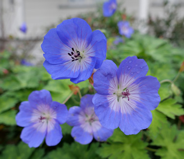 Geranium Johnson's Blue