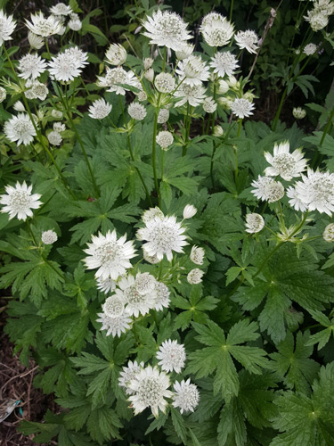 astrantia