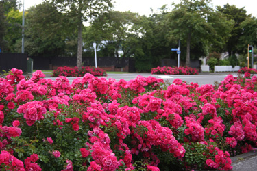 flower carpet roses