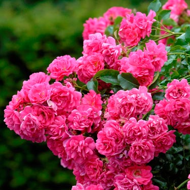 flower carpet rose pots