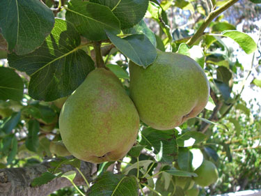 fruit pears