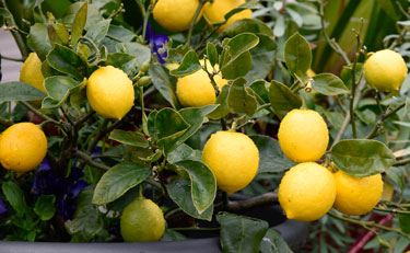 fruit lemons