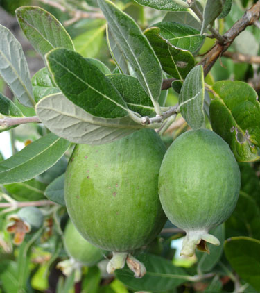 fruit feijoas