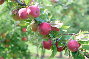 fruit apples