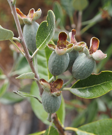 fruit