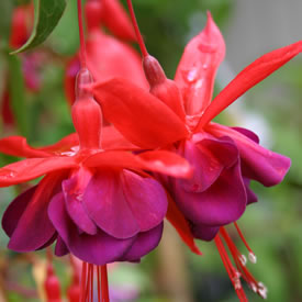 Fuchsia