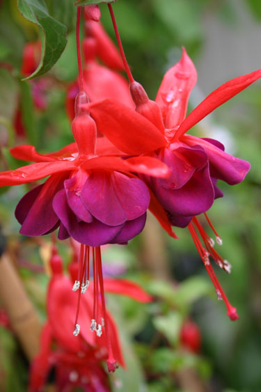 fuchsia post