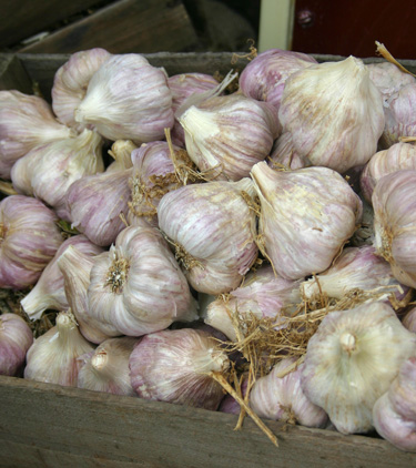 garlic