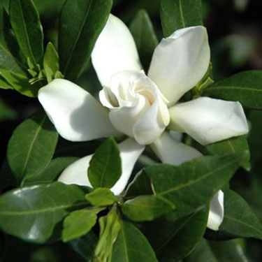 Gardenia radicans