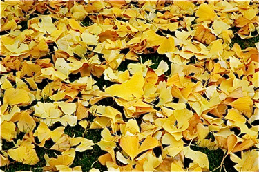 gingko