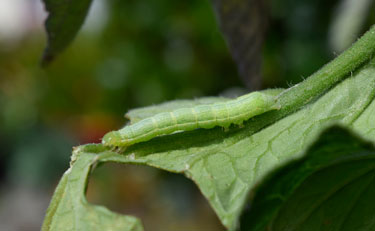 caterpillar