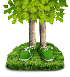 Reduce your Footprint - Plant your Backyard