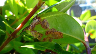 myrtle rust pohutukawa