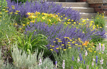 drought tolerant garden