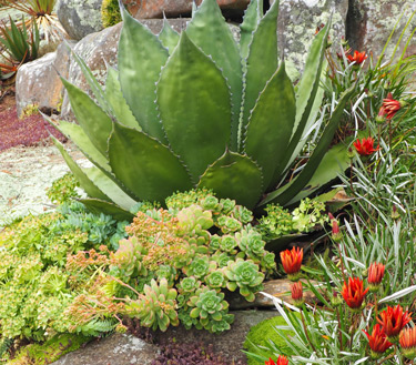 drought tolerant garden