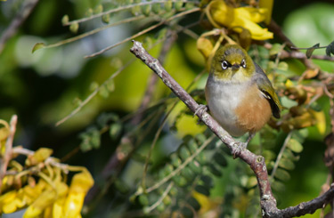 Silvereye