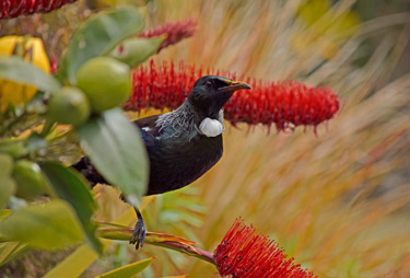 Tui