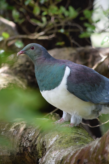 Wood pigeon