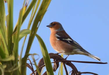 chaffinch