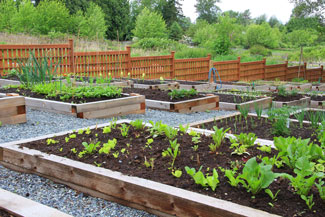 How to start a community garden