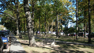 Street Trees - Why we need more!