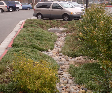 vegetated swale